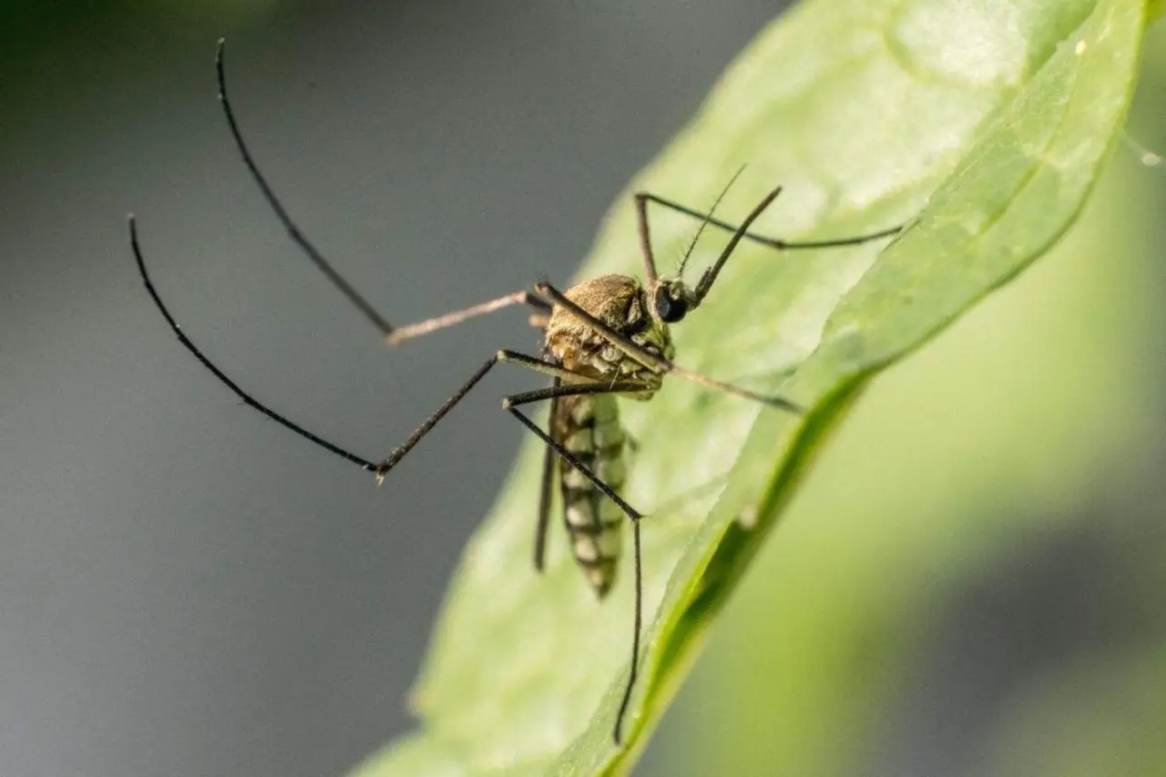 Allerta zanzare in giardino: il rimedio naturale che funziona davvero Allerta zanzare in giardino: il rimedio naturale che funziona davvero