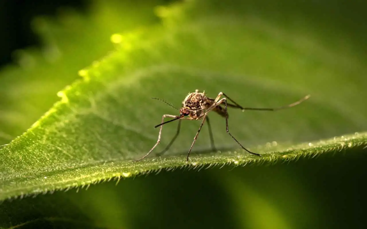 Allerta zanzare in giardino: il rimedio naturale che funziona davvero Allerta zanzare in giardino: il rimedio naturale che funziona davvero