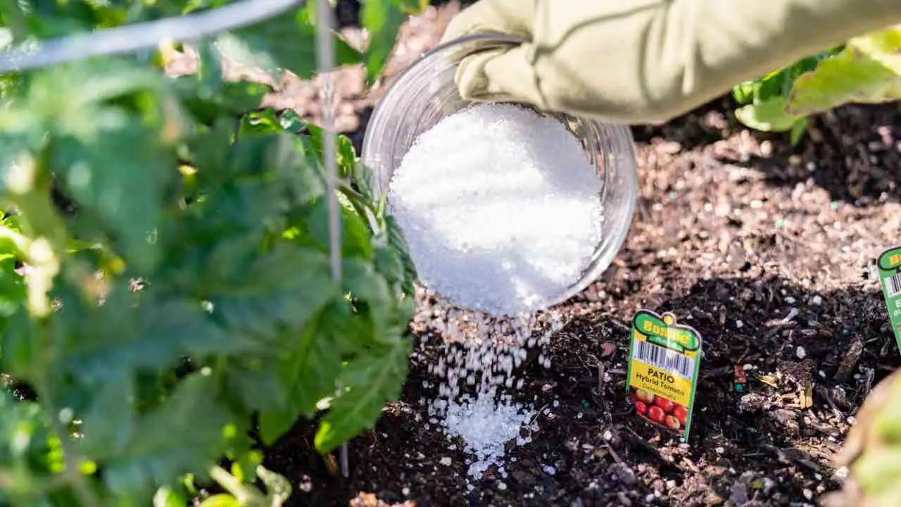 Come concimare l’orto in estate: il metodo naturale che rinvigorisce tutto Come concimare l’orto in estate: il metodo naturale che rinvigorisce tutto