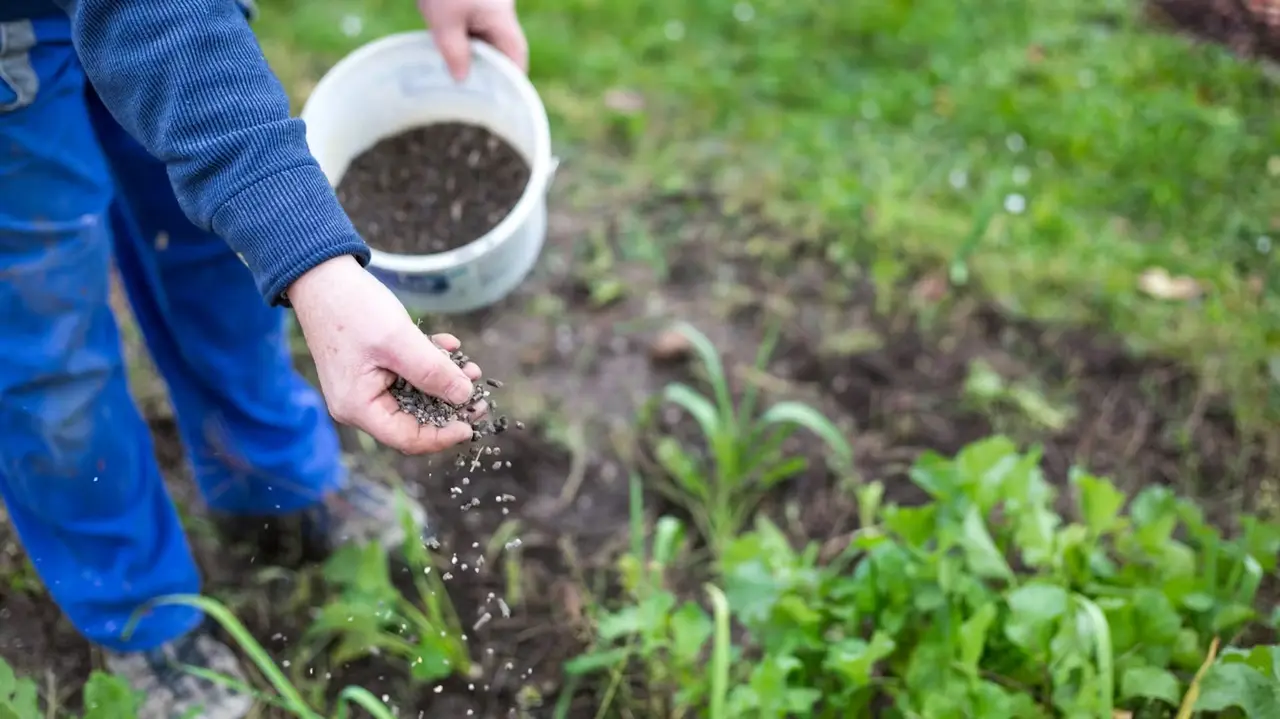 Come concimare l’orto in estate: il metodo naturale che rinvigorisce tutto Come concimare l’orto in estate: il metodo naturale che rinvigorisce tutto