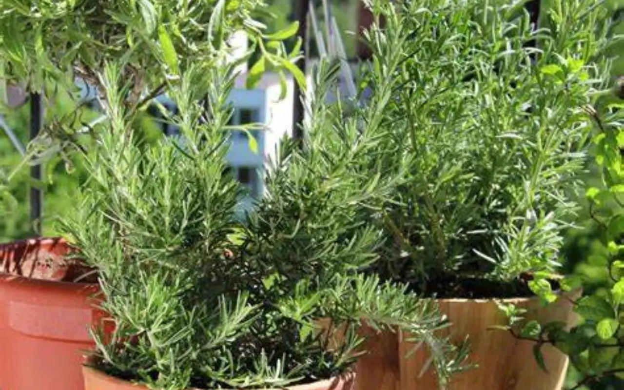 Le erbe aromatiche che resistono al sole: ecco quali coltivare in balcone Le erbe aromatiche che resistono al sole: ecco quali coltivare in balcone