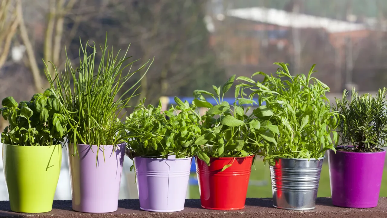 Le erbe aromatiche che resistono al sole: ecco quali coltivare in balcone Le erbe aromatiche che resistono al sole: ecco quali coltivare in balcone