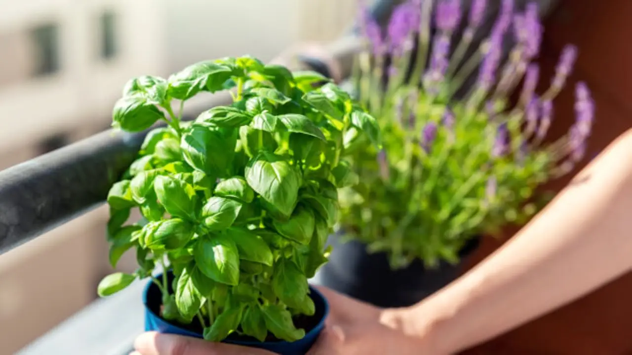 Le erbe aromatiche che resistono al sole: ecco quali coltivare in balcone Le erbe aromatiche che resistono al sole: ecco quali coltivare in balcone