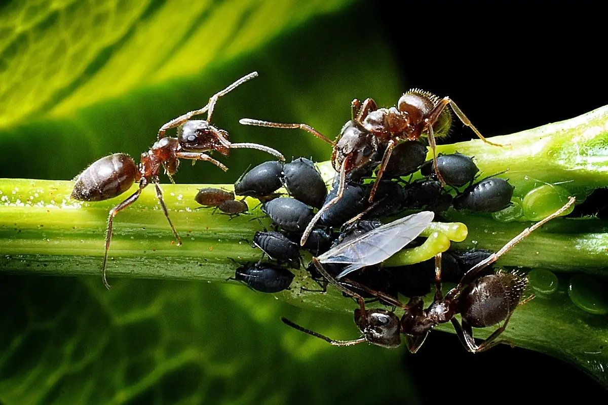Il rimedio naturale contro formiche e afidi che rovina meno le piante Il rimedio naturale contro formiche e afidi che rovina meno le piante