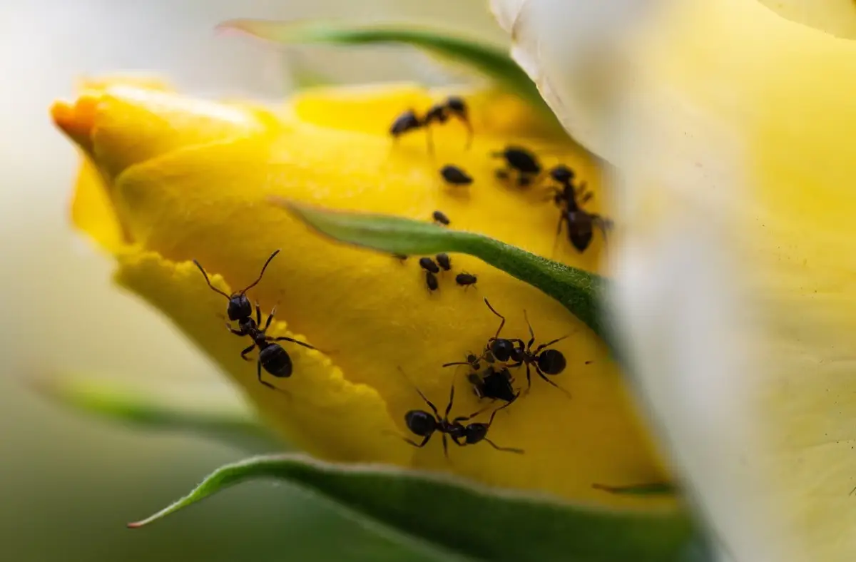 Il rimedio naturale contro formiche e afidi che rovina meno le piante Il rimedio naturale contro formiche e afidi che rovina meno le piante