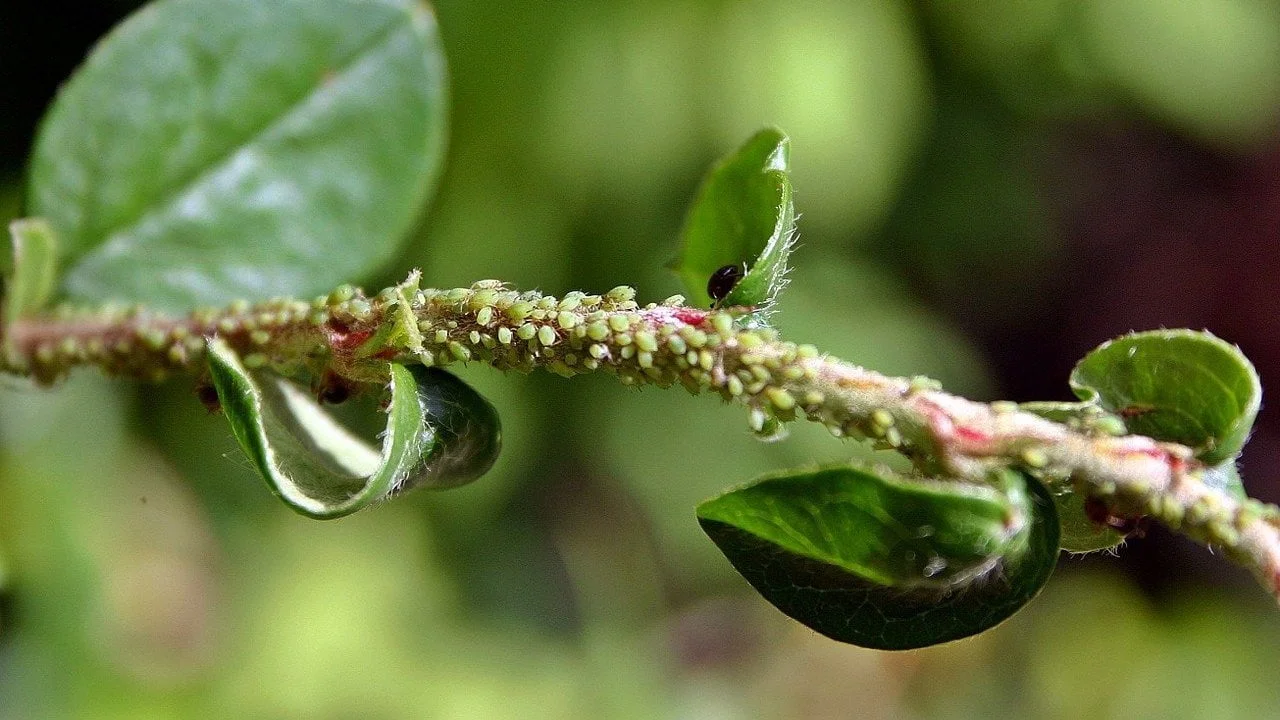 Il rimedio naturale contro formiche e afidi che rovina meno le piante Il rimedio naturale contro formiche e afidi che rovina meno le piante
