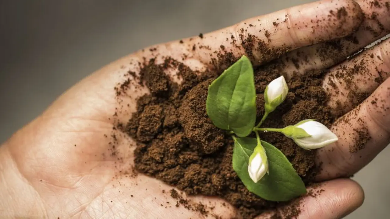 Come usare i fondi di caffè per un giardino più forte: ecco il trucco Come usare i fondi di caffè per un giardino più forte: ecco il trucco