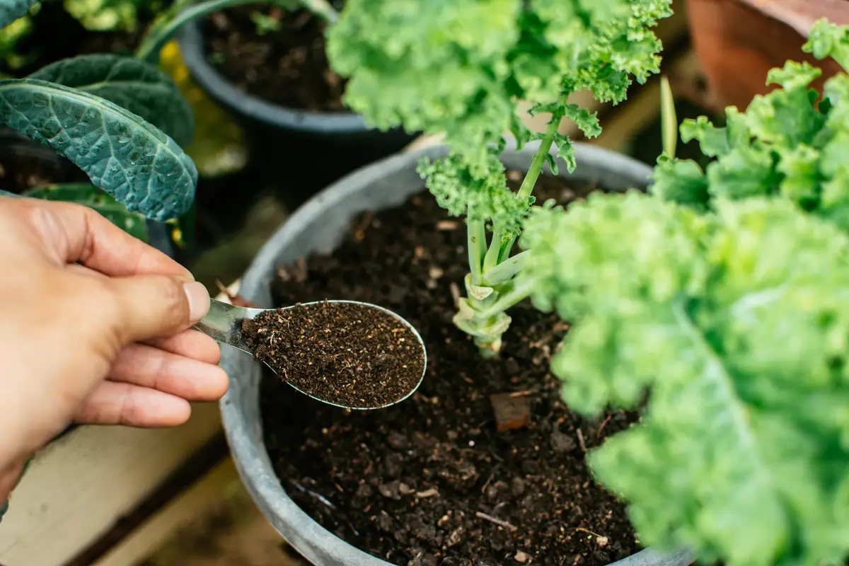 Come usare i fondi di caffè per un giardino più forte: ecco il trucco Come usare i fondi di caffè per un giardino più forte: ecco il trucco