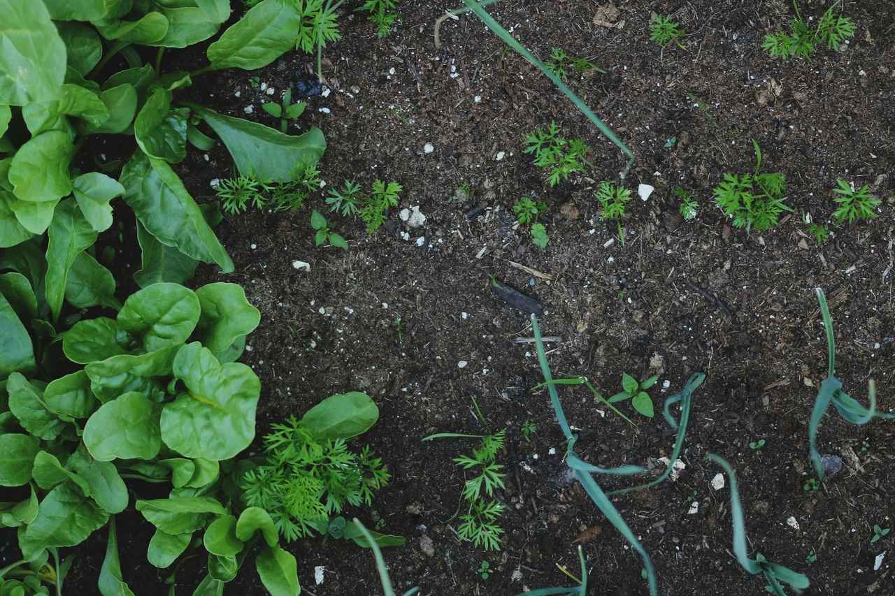 Come usare i fondi di caffè per un giardino più forte: ecco il trucco Come usare i fondi di caffè per un giardino più forte: ecco il trucco