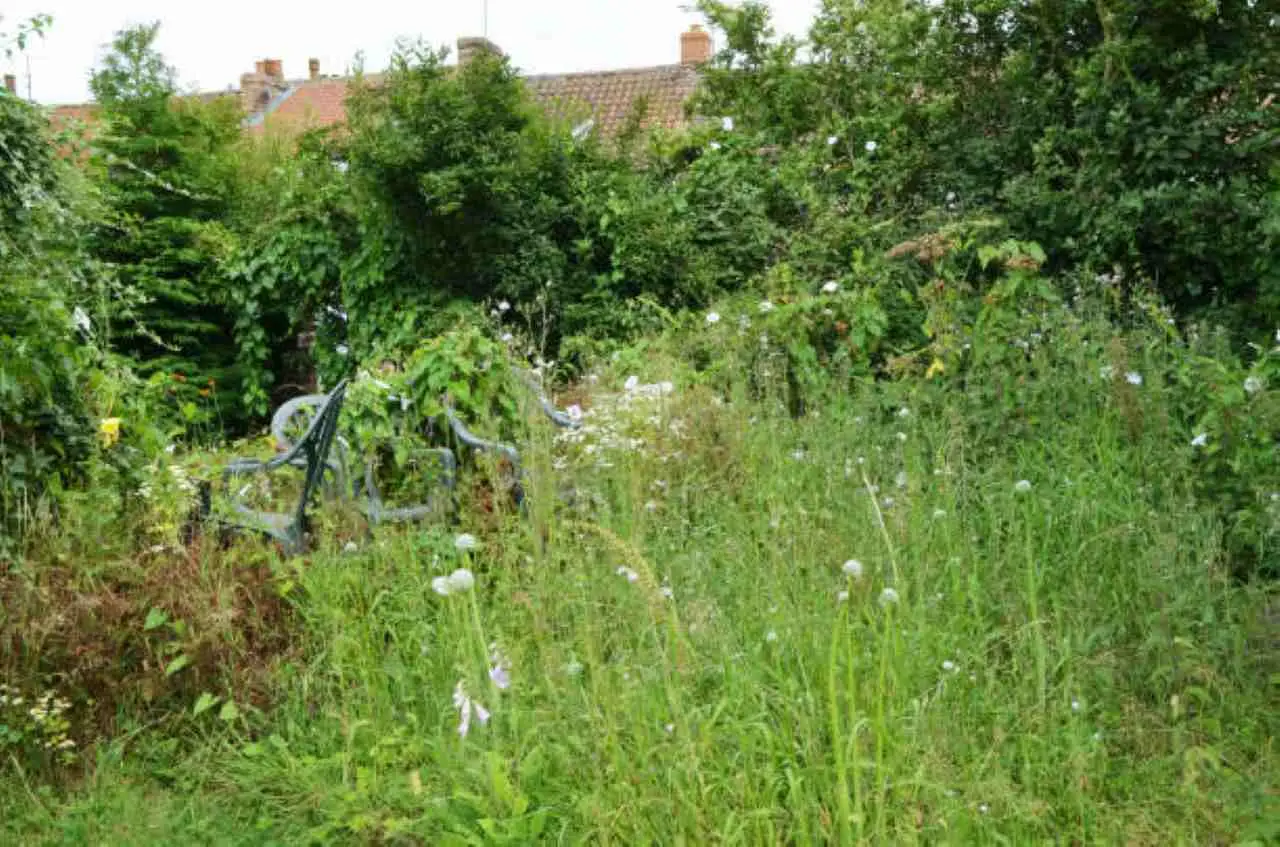 Giardino bruciato dal sole? Il metodo che lo fa tornare verde in pochi giorni Giardino bruciato dal sole? Il metodo che lo fa tornare verde in pochi giorni