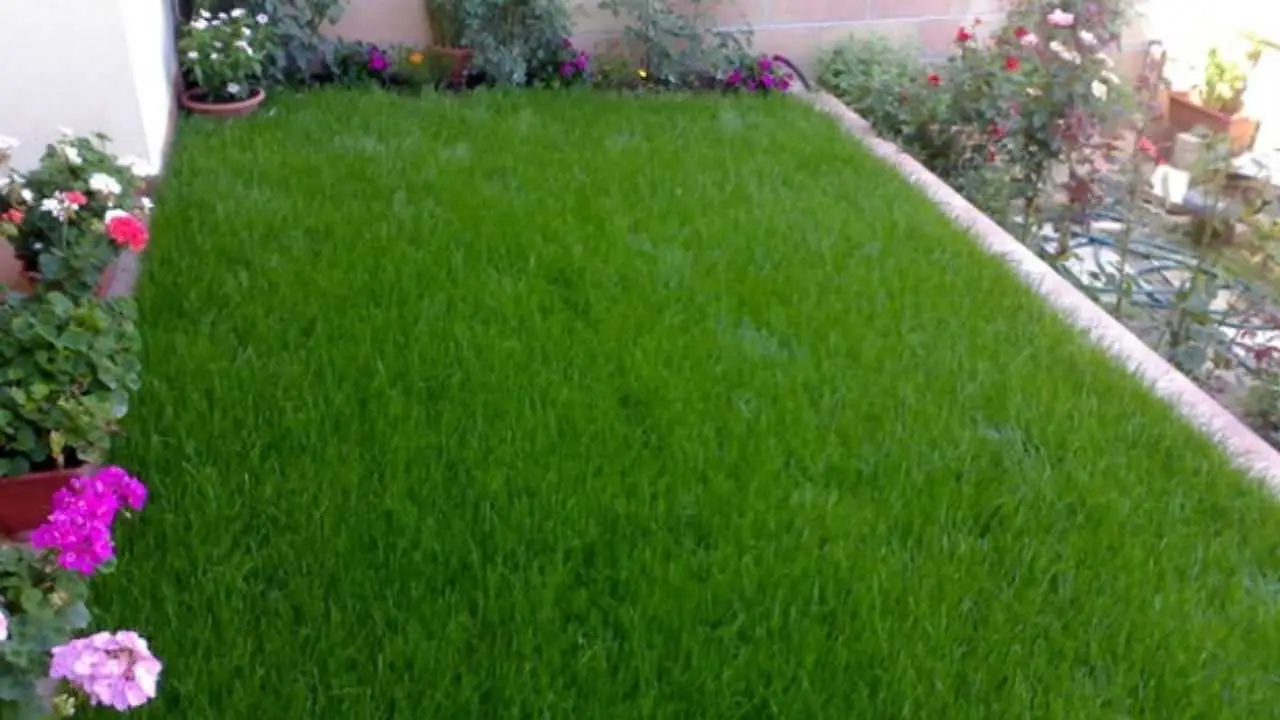 Giardino bruciato dal sole? Il metodo che lo fa tornare verde in pochi giorni Giardino bruciato dal sole? Il metodo che lo fa tornare verde in pochi giorni