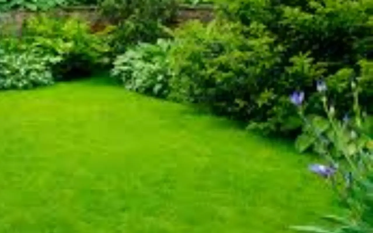 Giardino bruciato dal sole? Il metodo che lo fa tornare verde in pochi giorni Giardino bruciato dal sole? Il metodo che lo fa tornare verde in pochi giorni