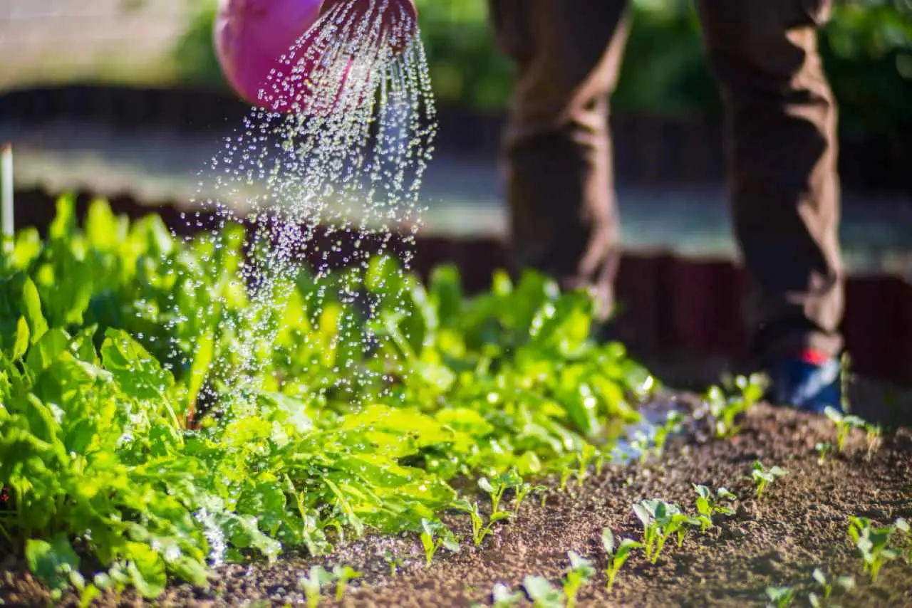 Non buttare l’acqua della pasta: ecco come usarla per l’orto estivo Non buttare l’acqua della pasta: ecco come usarla per l’orto estivo