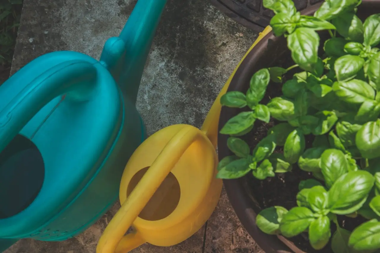 Non buttare l’acqua della pasta: ecco come usarla per l’orto estivo Non buttare l’acqua della pasta: ecco come usarla per l’orto estivo