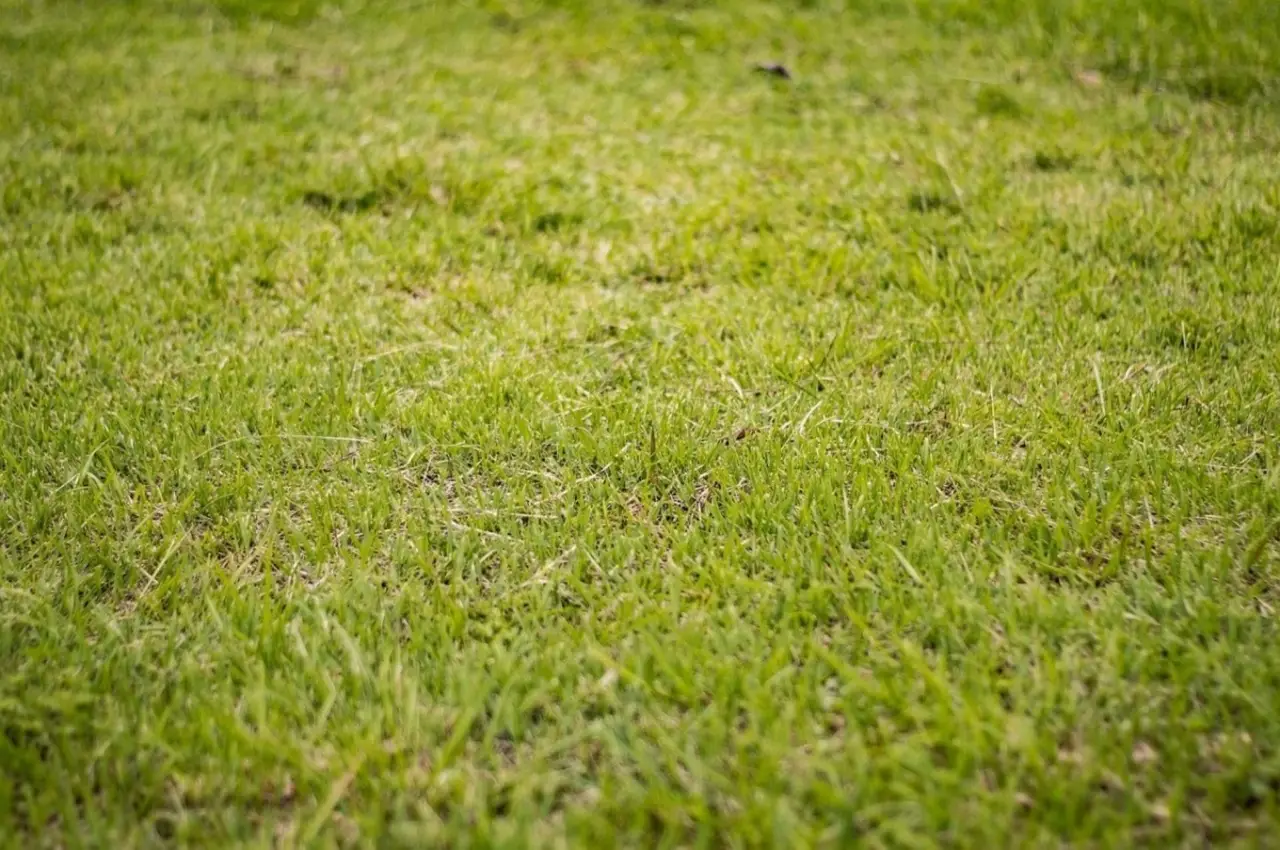 L’errore che rovina il prato in estate: molti lo fanno senza saperlo L’errore che rovina il prato in estate: molti lo fanno senza saperlo