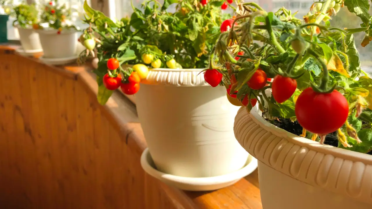 Pomodori in balcone: ecco il trucco dell’estate per farli crescere più dolci Pomodori in balcone: ecco il trucco dell’estate per farli crescere più dolci