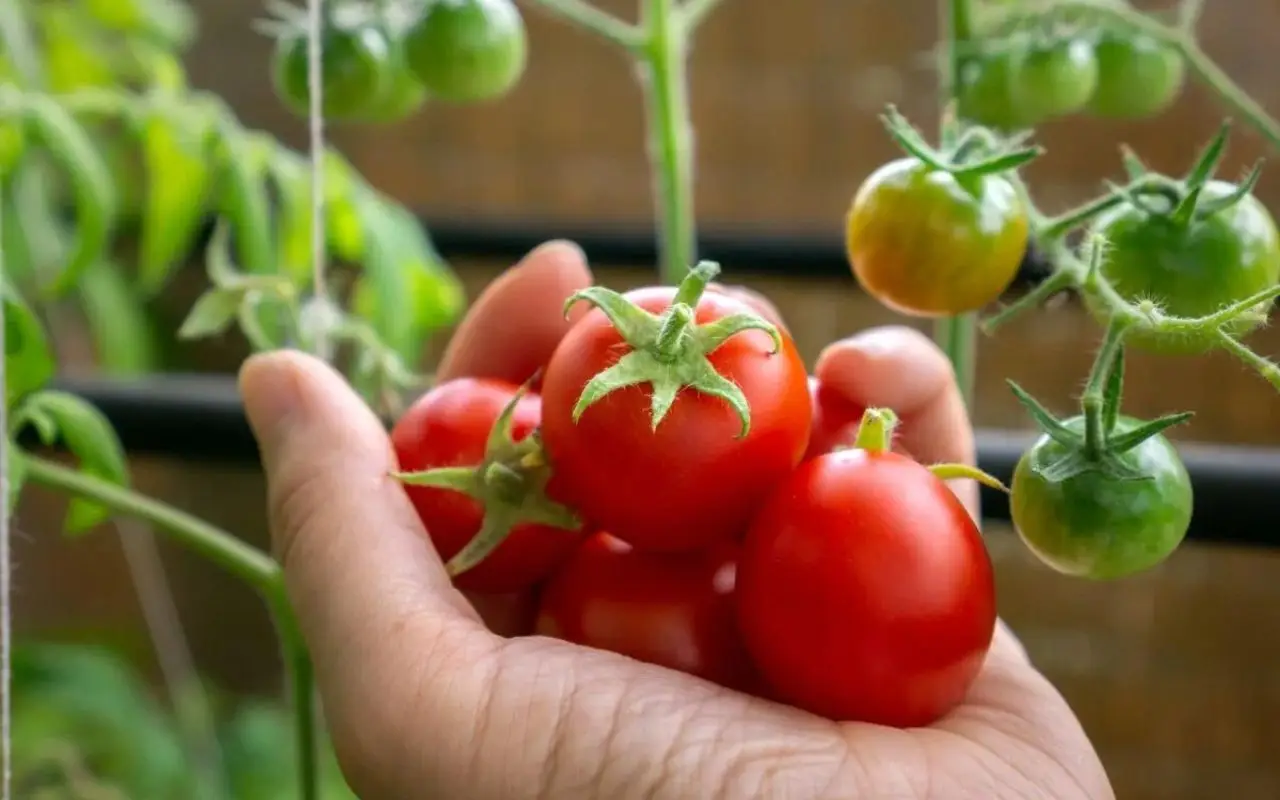 Pomodori in balcone: ecco il trucco dell’estate per farli crescere più dolci Pomodori in balcone: ecco il trucco dell’estate per farli crescere più dolci