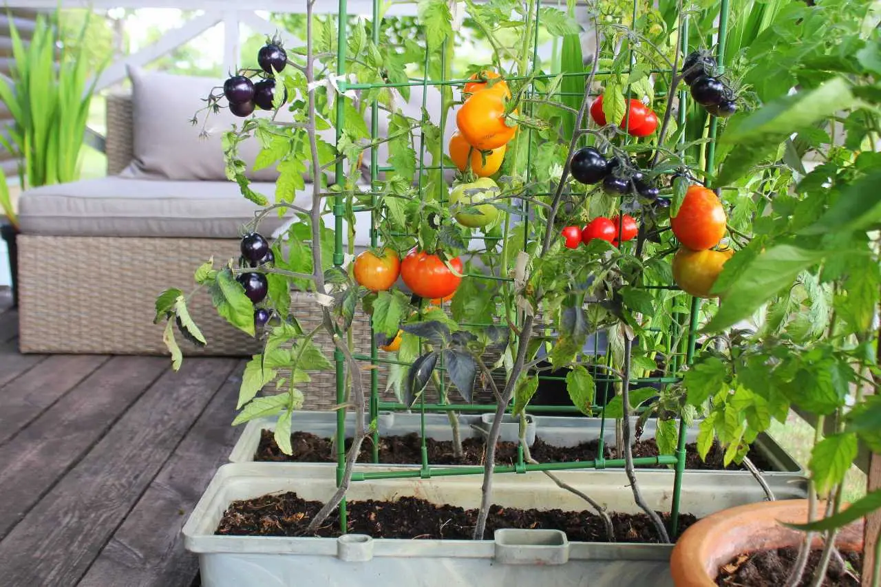 Pomodori in balcone: ecco il trucco dell’estate per farli crescere più dolci Pomodori in balcone: ecco il trucco dell’estate per farli crescere più dolci